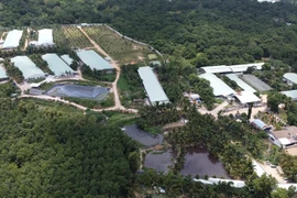 Đồng Nai: Trại heo giống PN gây ô nhiễm môi trường?