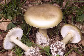 Cảnh báo ngộ độc nấm tự nhiên