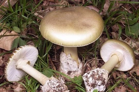 Cảnh báo ngộ độc nấm tự nhiên