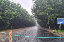 Đường Sông Nhạn - Dầu Giây (Đồng Nai): Trời mưa nhà thầu vẫn thảm nhựa? (bài 1) 