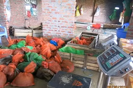 Lật chiêu trò buôn lậu tê tê từ Việt Nam sang TQ