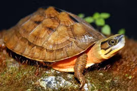 Bí ẩn loài rùa Việt Nam Trung Quốc mua cả tỷ đồng