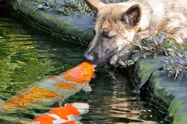 Ngắm những nụ hôn siêu yêu của cặp đôi động vật