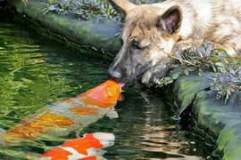 Ngắm những nụ hôn siêu yêu của cặp đôi động vật