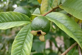 Công dụng đáng kinh ngạc của lá ổi với sức khỏe