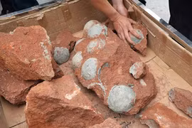 Phát hiện trứng khủng long "khủng"... giữa đường