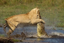 Cuộc chiến khốc liệt giữa cá sấu khủng và bầy sư tử đói