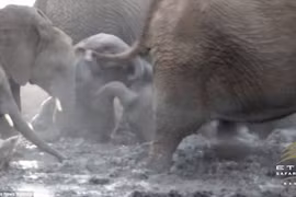 Đàn voi hốt hoảng cứu nguy 3 chú voi con mắc kẹt