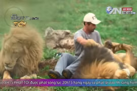 Rùng mình cảnh “thì thầm” với sư tử châu Phi