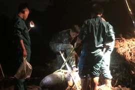 TP HCM phát hiện quả bom nặng 350kg trong lúc san lấp nền