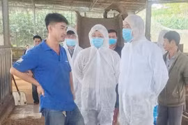 Lâm Đồng: Lập tổ bồi thường thiệt hại đàn bò sữa bị bệnh