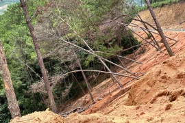 Lâm Đồng: Thi công dự án rác đè đổ hơn 100 cây thông