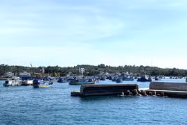 Bình Thuận: Tạm ngưng vận chuyển gia súc ra đảo Phú Quý