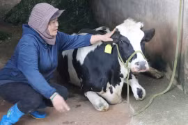 Lâm Đồng: Nguyên nhân ban đầu việc bò chết hàng loạt 