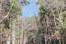 Đồng Nai: Triển khai nhiều biện pháp ứng phó khô hạn