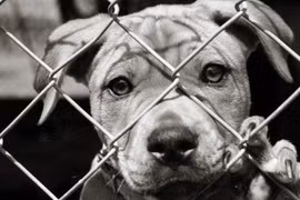 TP HCM khuyên người dân bỏ ăn thịt chó