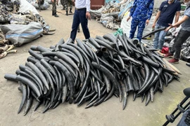 Hải Phòng: Bắt giữ gần 1,6 tấn ngà voi nhập lậu 