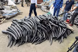 Hải Phòng: Bắt giữ gần 1,6 tấn ngà voi nhập lậu 