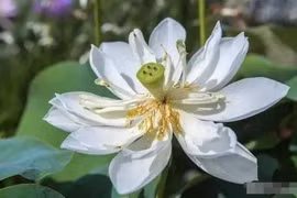 Năm đặc điểm ở một người có phước lành trong đời