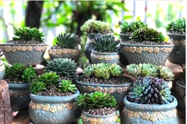 Vườn sen đá tự thiết kế đẹp như mơ giữa lòng thành phố