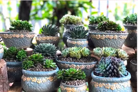 Vườn sen đá tự thiết kế đẹp như mơ giữa lòng thành phố