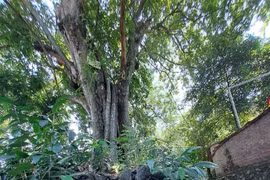 Đẹp nao lòng rặng thị trăm tuổi mùa quả chín ở Đồ Sơn