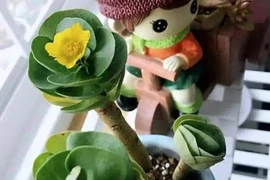 5 cây cảnh mang chữ tiền, hút tài lộc, giữ của cho gia chủ