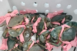 Thực hư thông tin cua Cà Mau khó xuất khẩu Trung Quốc