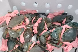 Thực hư thông tin cua Cà Mau khó xuất khẩu Trung Quốc