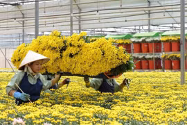 Tết 2023: Giá hoa dự báo sẽ tăng 10- 30%