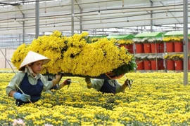 Tết 2023: Giá hoa dự báo sẽ tăng 10- 30%