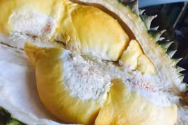 Những người nên kiêng ăn sầu riêng