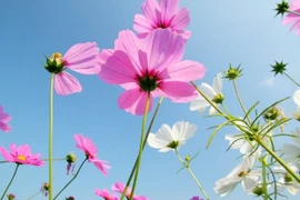 Trẻ sinh vào 3 tháng Âm lịch này gánh lộc về cho cha mẹ