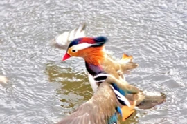 Vịt uyên ương, loài vịt đẹp nhất thế giới