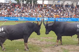 3 triệu /kg thịt trâu chọi Đồ Sơn, khách vẫn nườm nượp mua