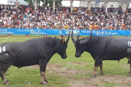 3 triệu /kg thịt trâu chọi Đồ Sơn, khách vẫn nườm nượp mua