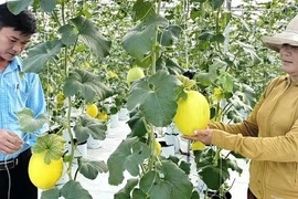 Trồng cây có quả hình oval, anh nông dân thu 1 tỷ đồng/năm