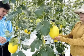 Trồng cây có quả hình oval, anh nông dân thu 1 tỷ đồng/năm