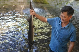 Đem cá tầm lên núi nuôi lấy trứng, giá 40 triệu đồng/kg
