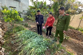 Hải Phòng: Thanh niên thuê đất đầm nuôi tôm để trồng cần sa