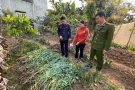 Hải Phòng: Thanh niên thuê đất đầm nuôi tôm để trồng cần sa