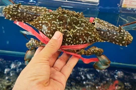 Cua, ghẹ, tôm hùm đua nhau 'xuất ngoại'