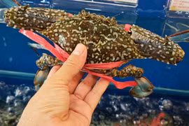 Cua, ghẹ, tôm hùm đua nhau 'xuất ngoại'