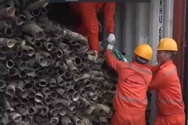 Phát hiện gần nửa tấn ngà voi được trộn lẫn vào sừng bò