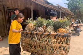 Trồng loại cây này dân bản “chia nhau” hàng tỷ đồng/năm