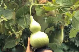 Nữ hoàng cảnh nóng' Kiều Trinh an yên trong nhà vườn 6.000m2