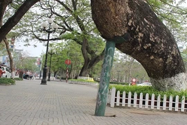 Hà Nội nên học Hải Phòng cách gìn giữ cây cong nghiêng?