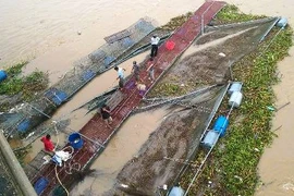 Hải Dương: Hàng trăm tấn cá nuôi lồng bị lũ cuốn trôi