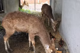 Chàng trai 9x đút túi hơn 600 triệu đồng/năm nhờ nuôi hươu