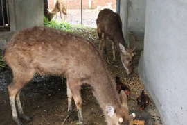 Chàng trai 9x đút túi hơn 600 triệu đồng/năm nhờ nuôi hươu